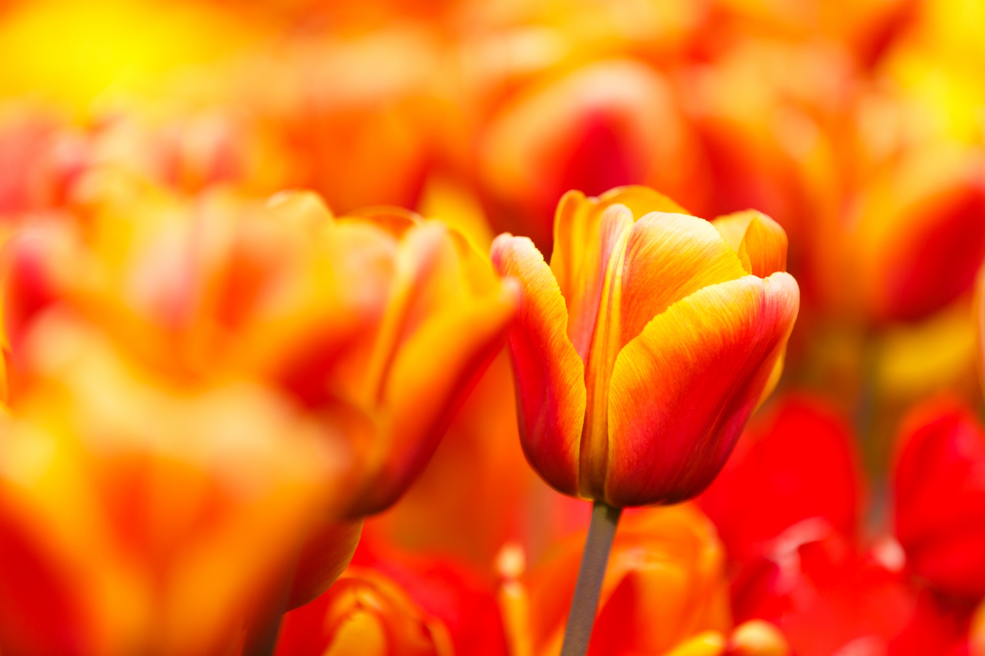 Yellow Red Tulip Closeup Free Stock Photo Public Domain Pictures
