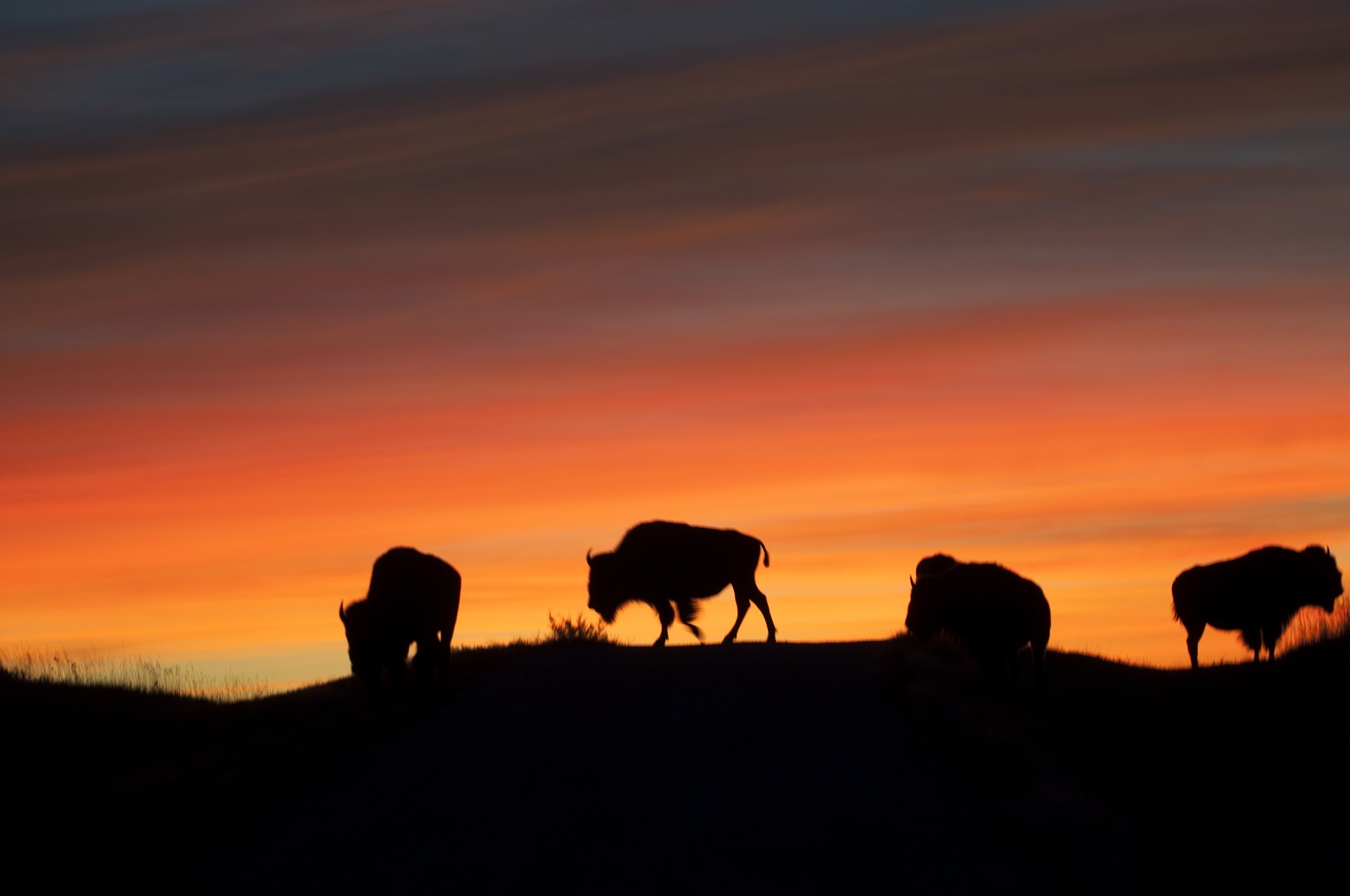 Bison Buffalo At Sunrise