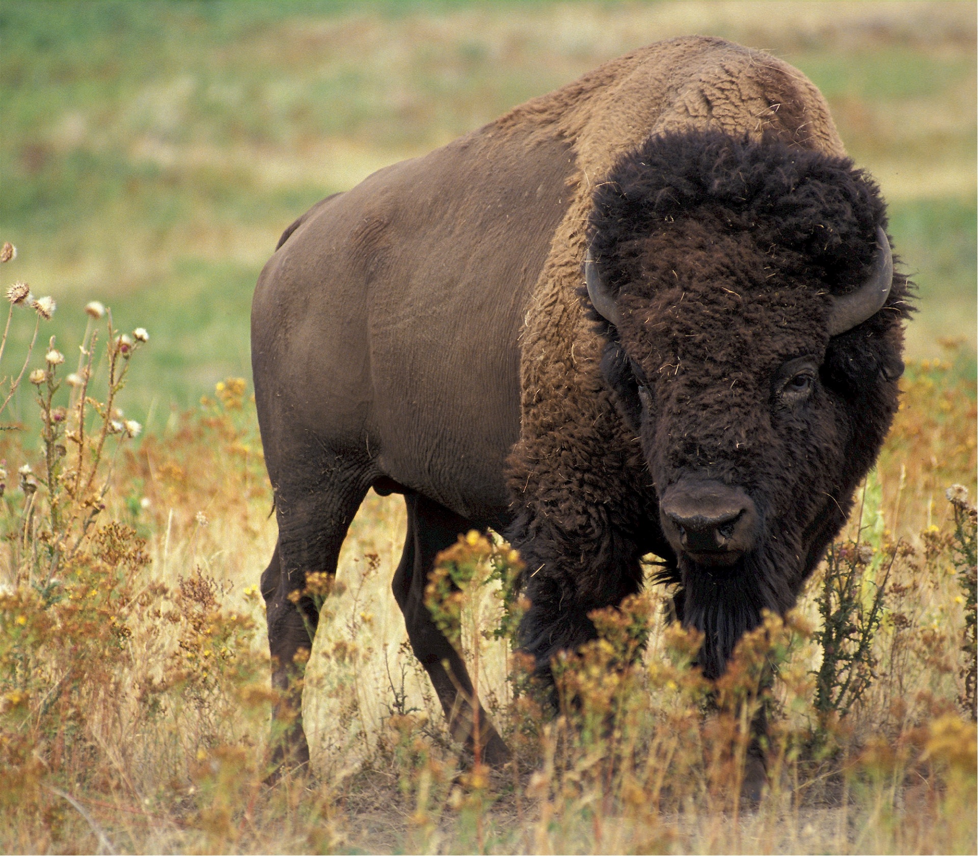 Bison Buffalo Portrait