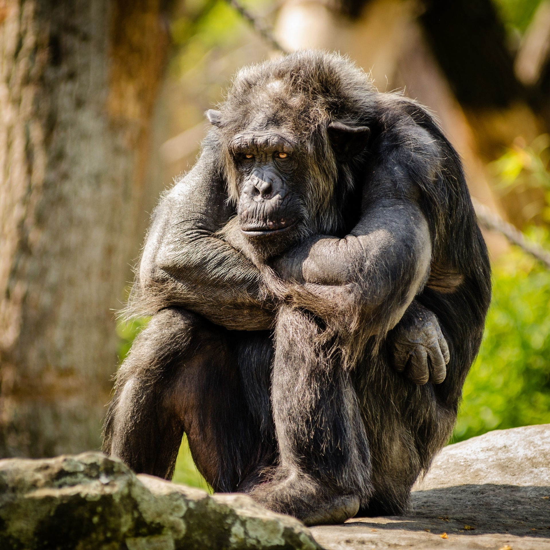 Chimpanzee sitting and looking sad