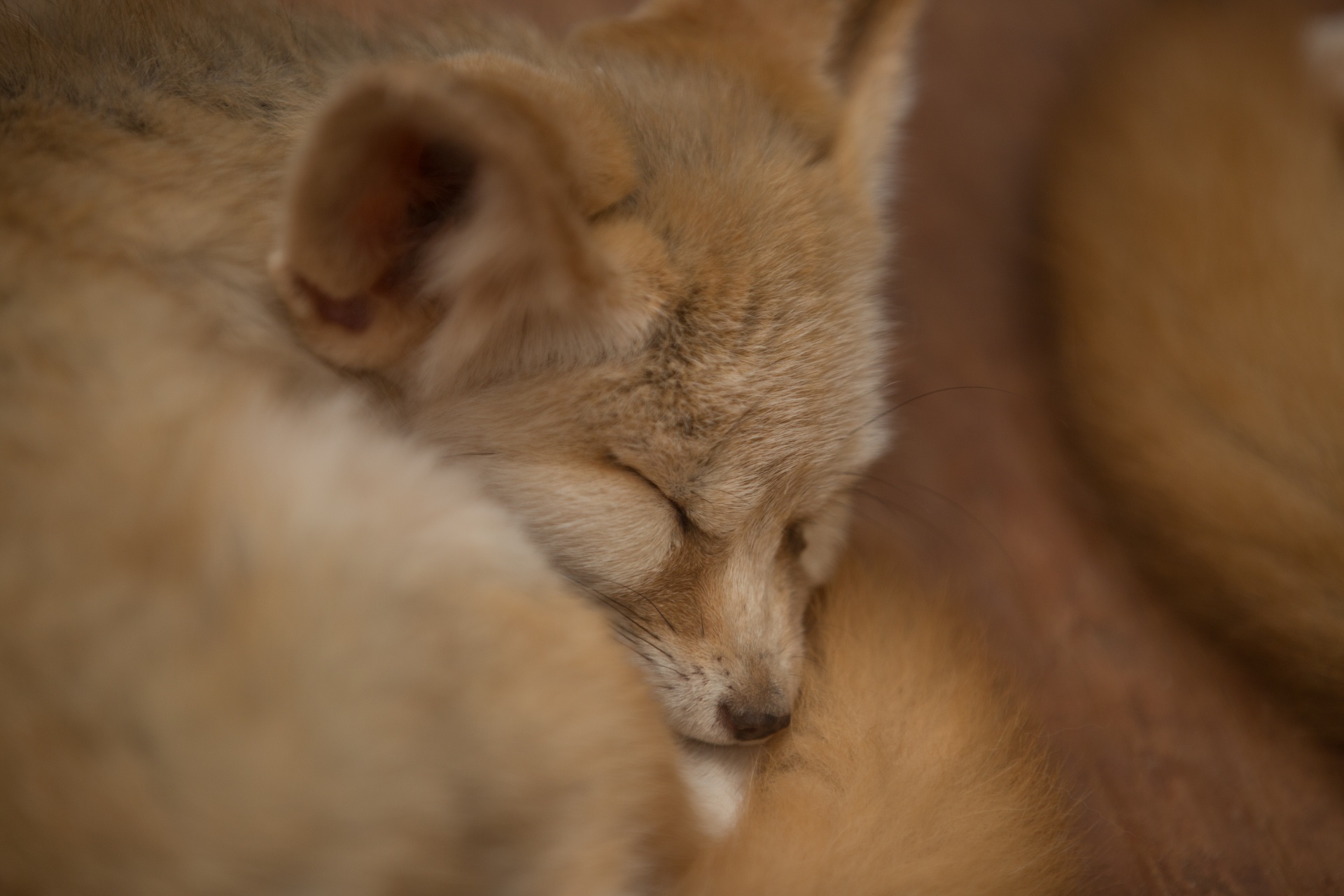 Closeup of desert fennec fox Vulpes zerda in captivity lying down