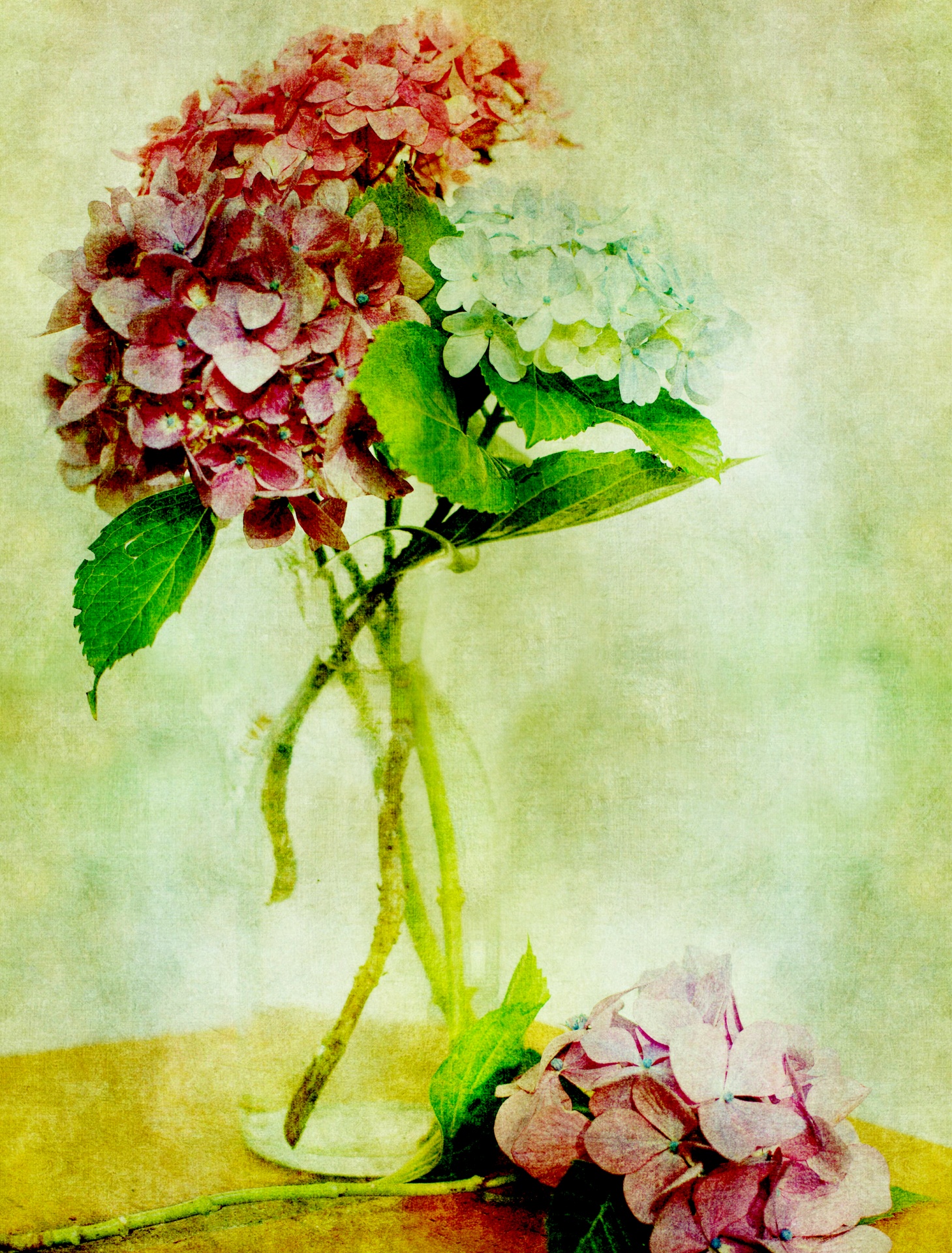 Hydrangea Flowers Vintage Painting