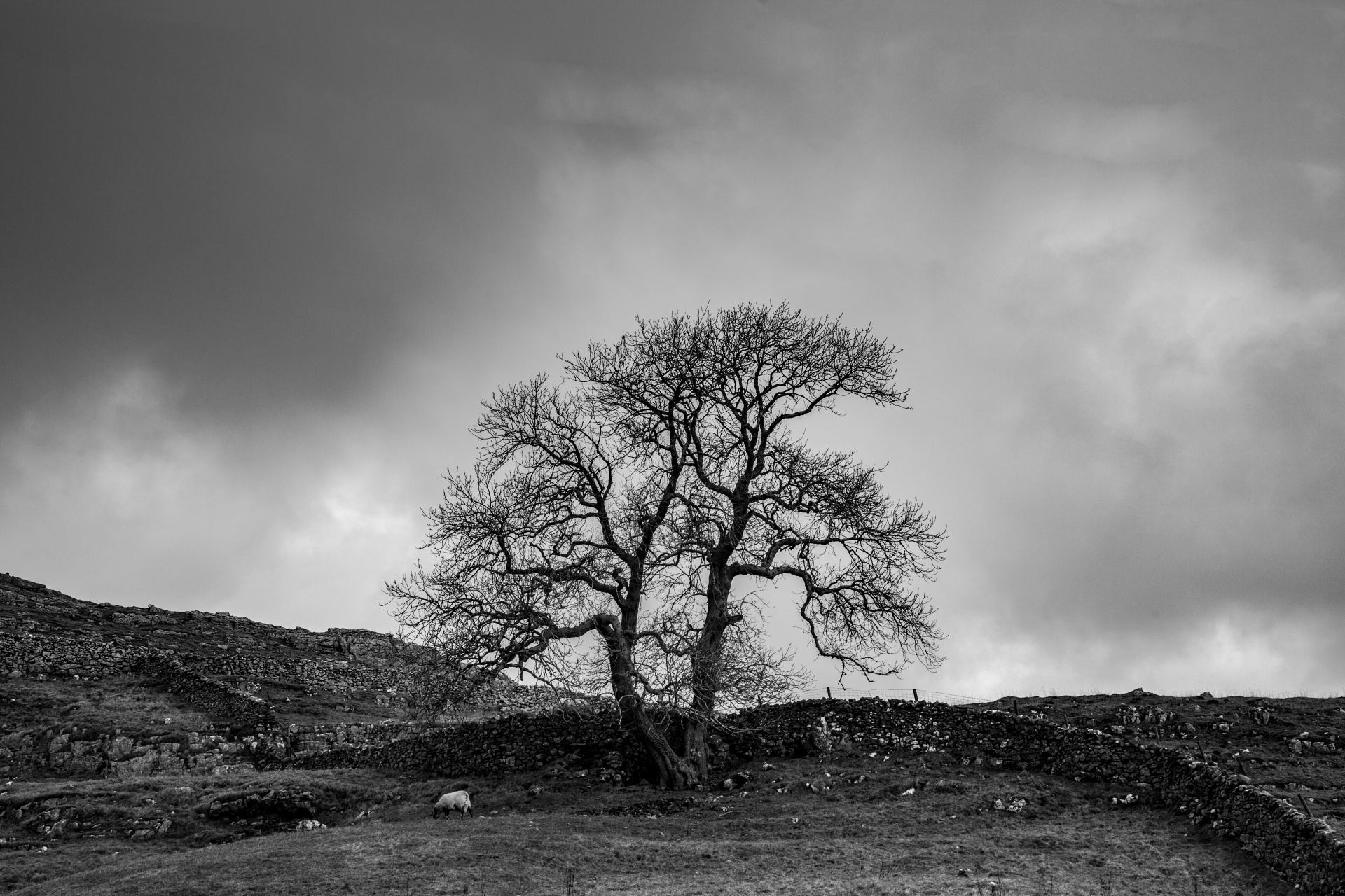 Landscape, North Yorkshire, black and white