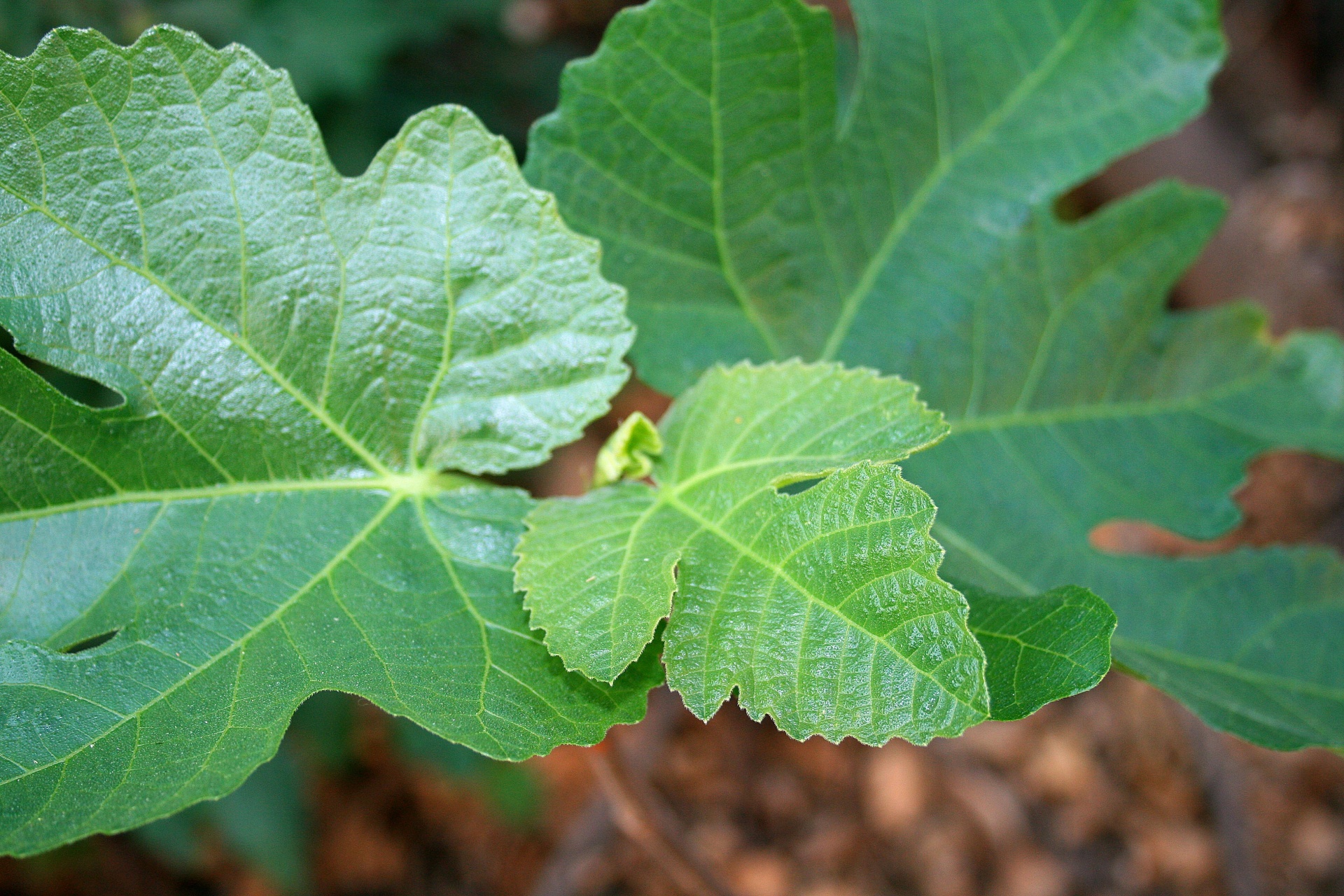 Leaves Of Fig