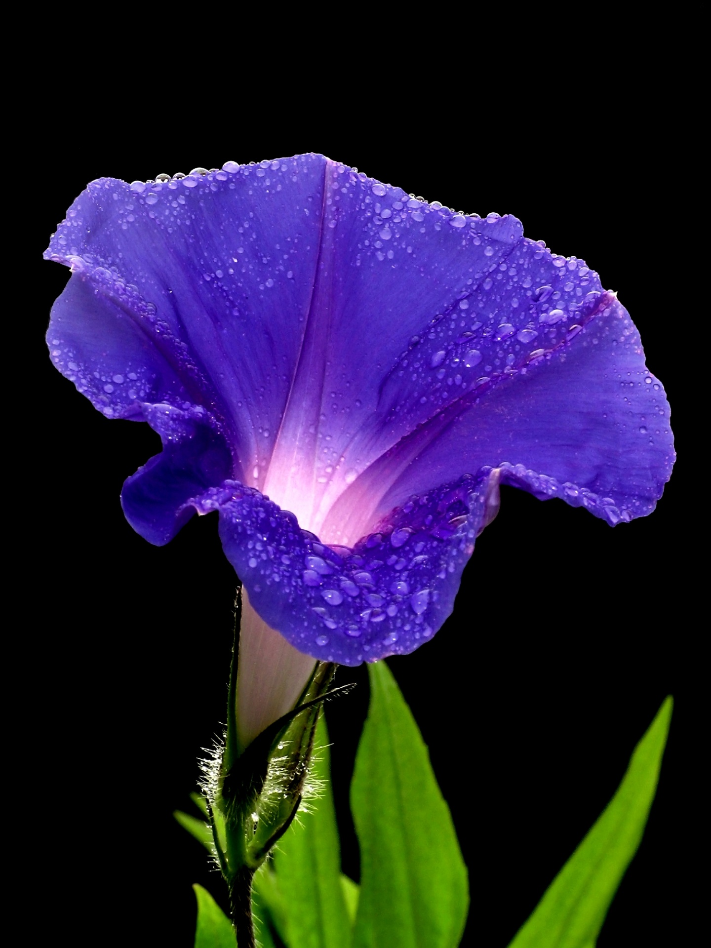 Close up image of blue morning glory plant in bloom