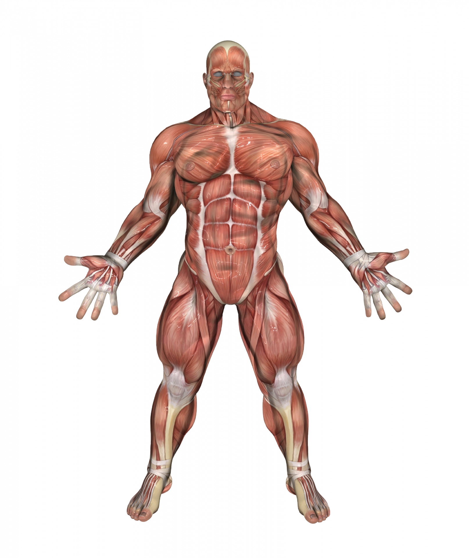 Muscle Man 2