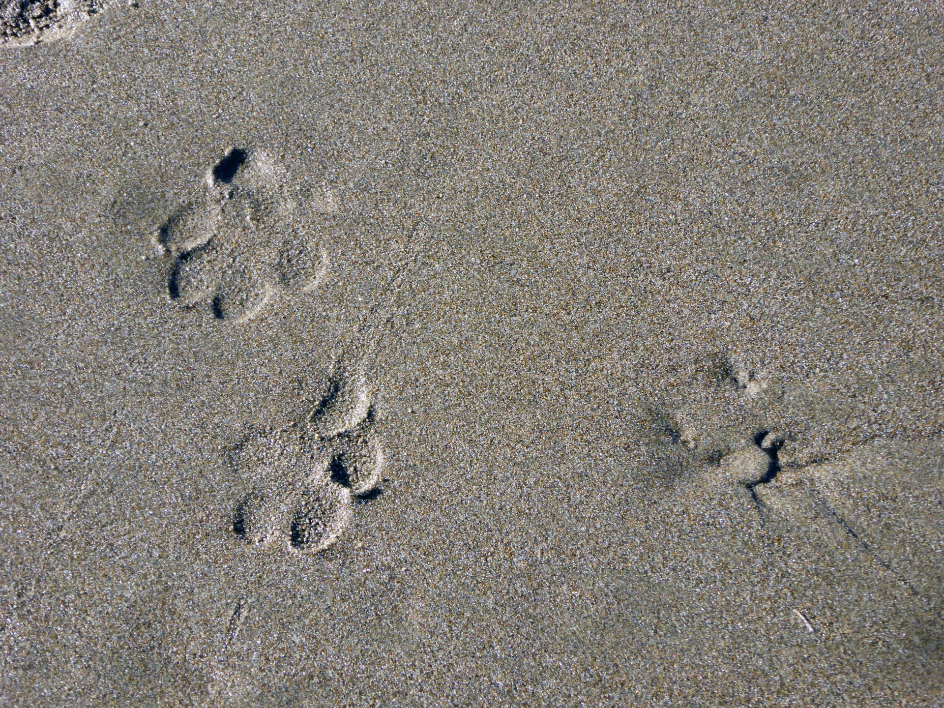 Paws In The Sand
