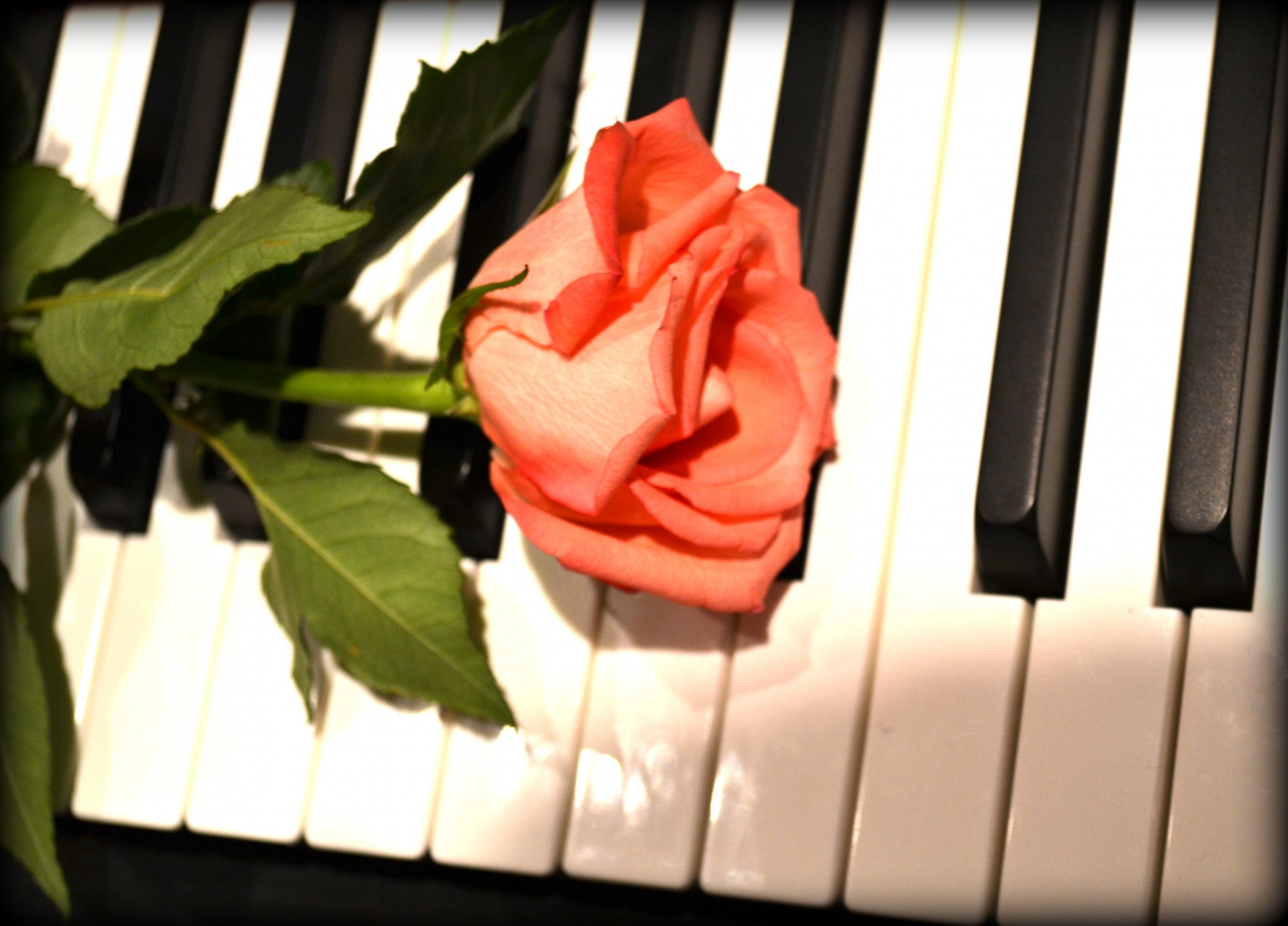 Piano And Rose