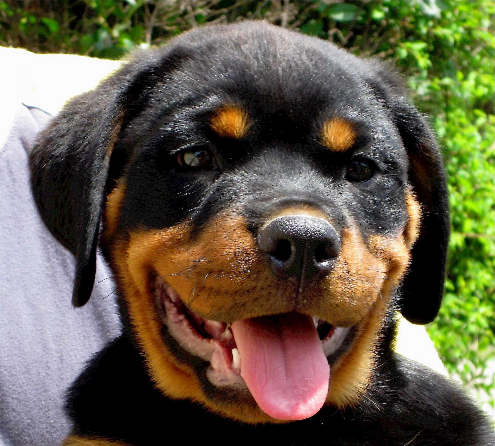 Rottweiler Puppy Dog Portrait