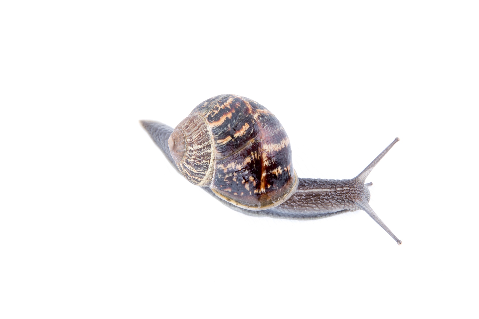 Striped snail on white background