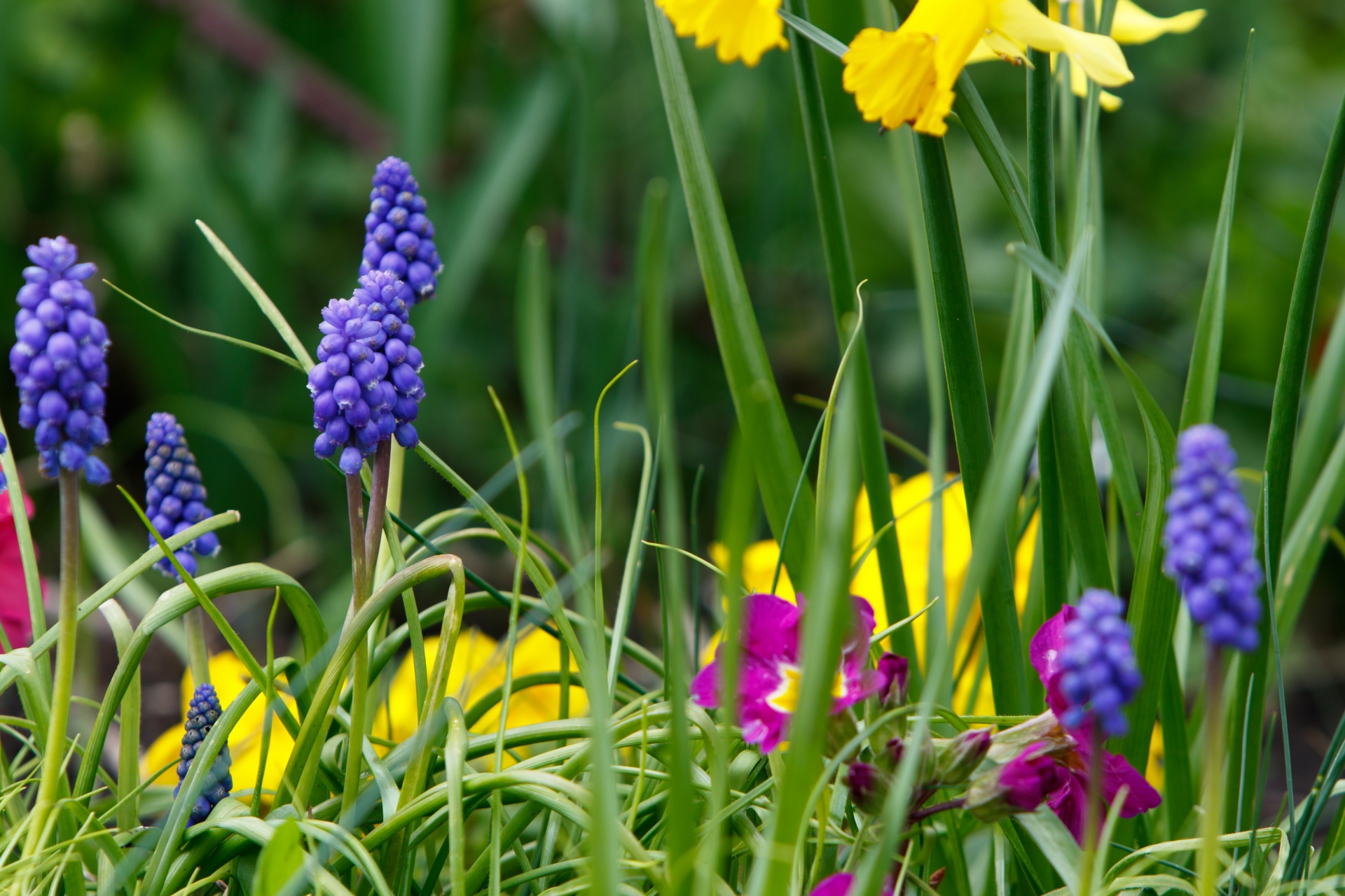 Spring purple, yellow and blue flowers and green leaves