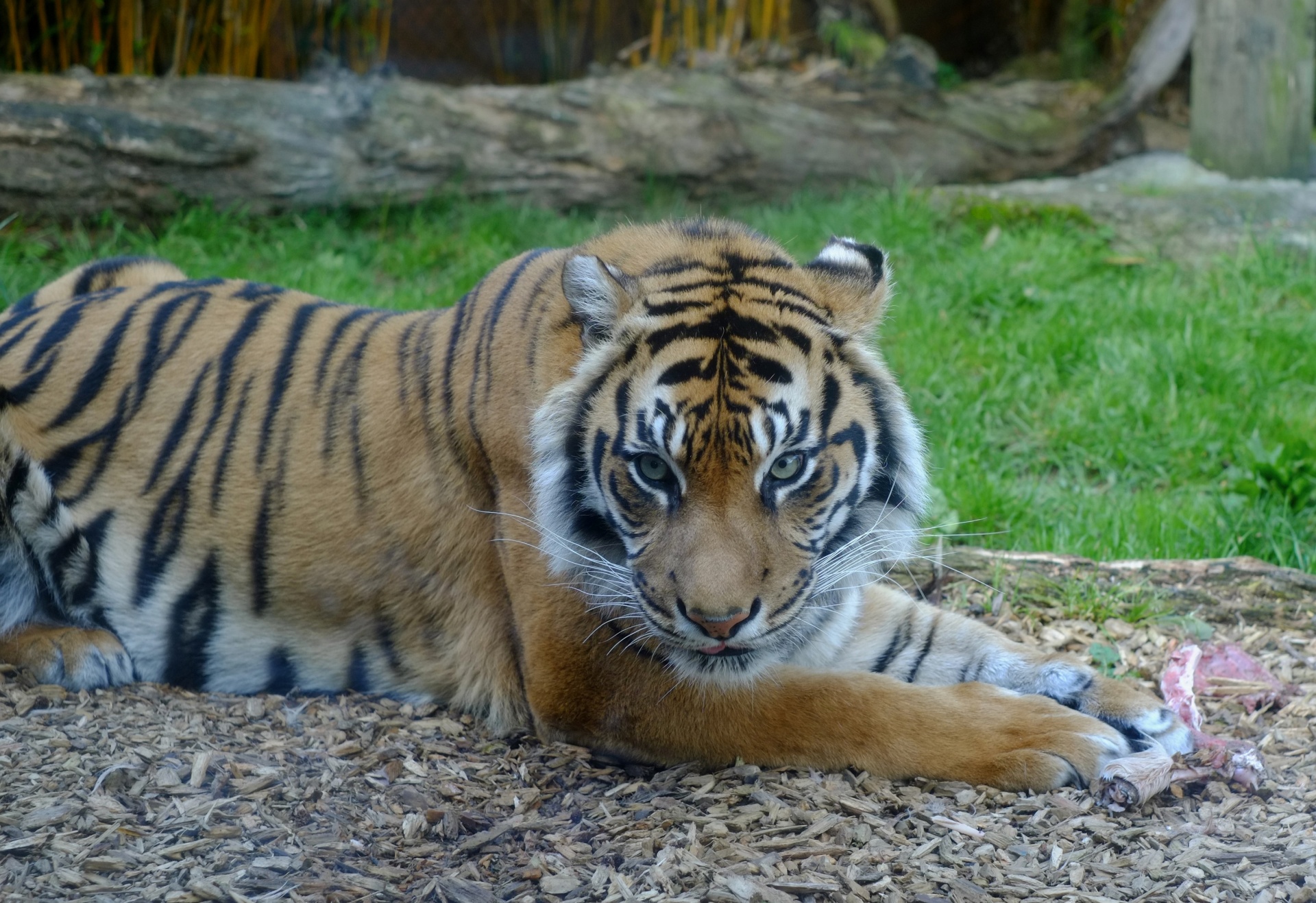 Sumatran Tiger Portrait