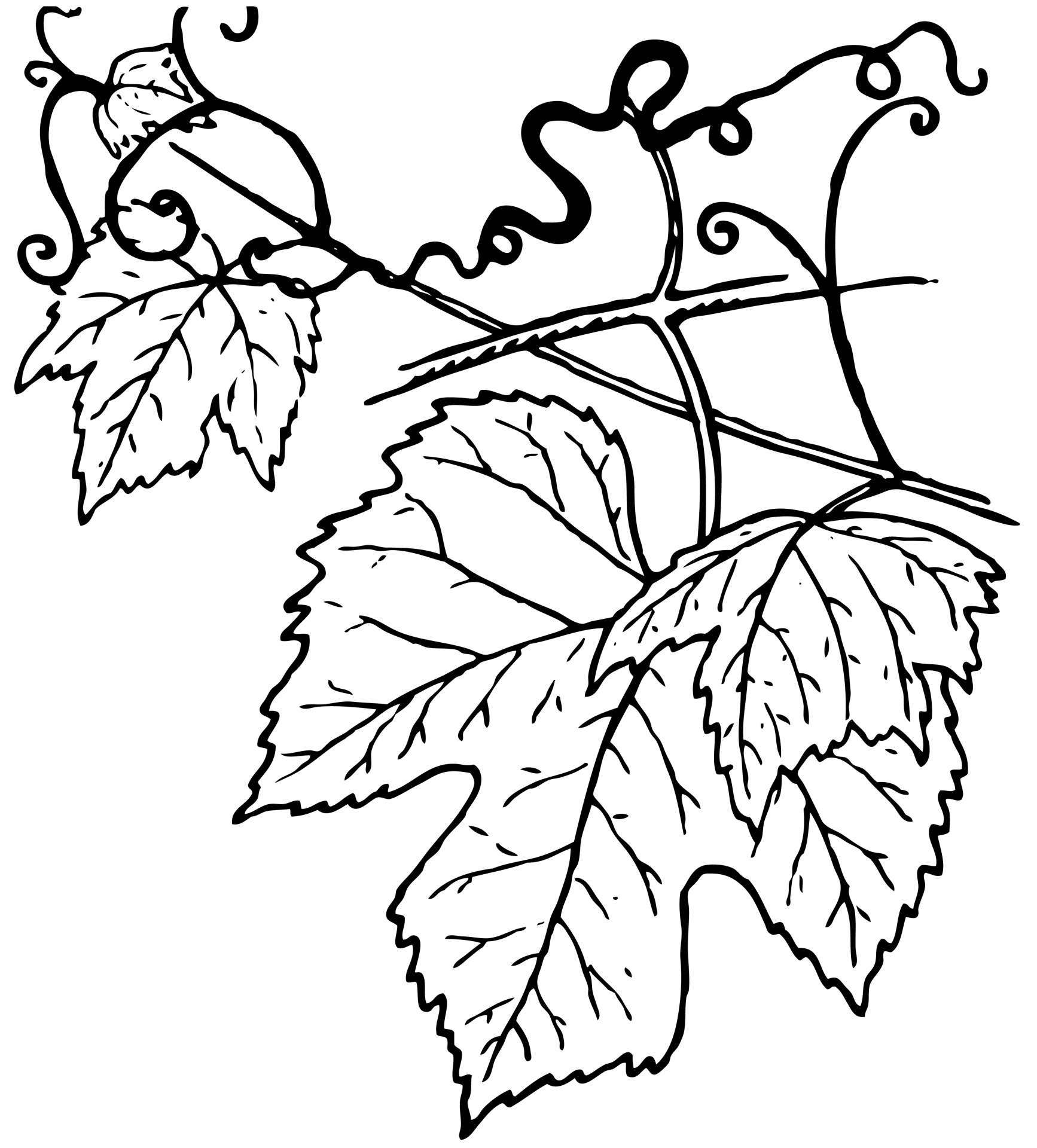 Vine leaves clipart illustration