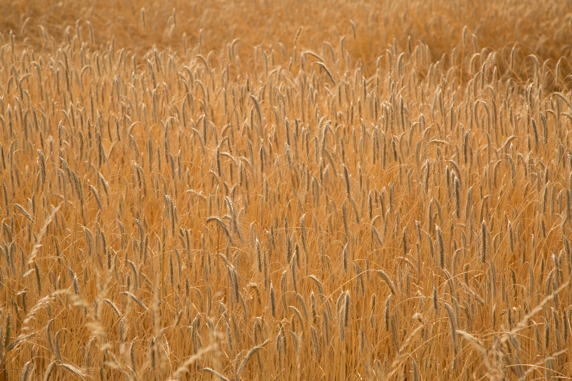 Wheat Field, Vintage