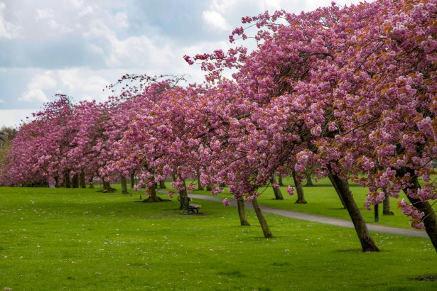 Beautiful cherry blossom sakura garden, spring nature background