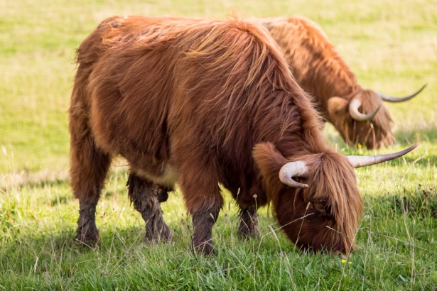 Cow Free Stock Photo - Public Domain Pictures