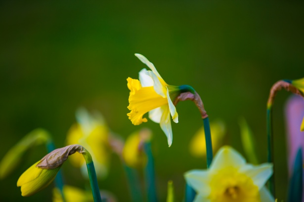 Flower Free Stock Photo - Public Domain Pictures