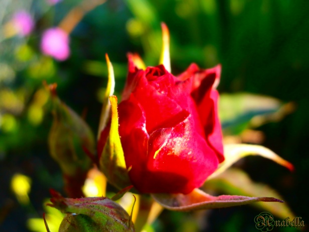 Shiny Rose Free Stock Photo - Public Domain Pictures