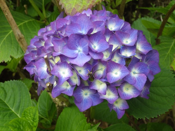 Flores de color violeta Stock de Foto gratis - Public Domain Pictures