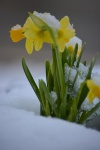 Daffodils In The Snow