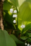 Forest Lily Of The Valley