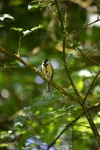 Bird Titmouse