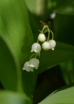 Forest Lily Of The Valley