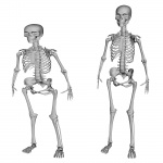 2 Skeletons