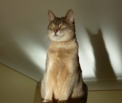 Abyssinian Cat With Shadow