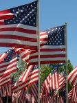 American Flags On Memorial Day