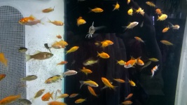 Aquarium Life