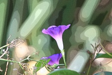 Arty Effect Of Pink Morning Glory