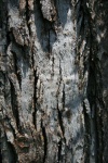 Bark On Cracked Tree Trunk