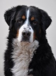 Big Dog Portrait
