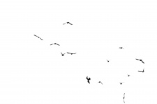 Birds Flying On White