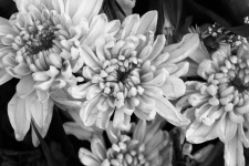Black And White Flowers