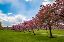 Blossoming Cherry Trees