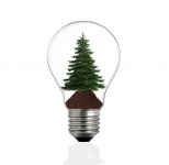 Bulb Light With Pine Tree