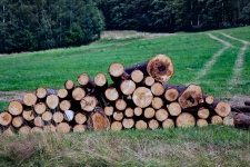 Bunch Of Felled Trees