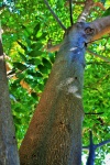 Cape Ash Tree Trunk
