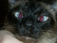 Cat's Crazy Eyes