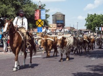 Cattle Drive For Tourists