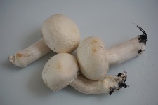 Mushrooms Of Paris