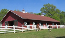 Clydesdale Horses And Barn