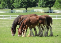 Clydesdale Horses Grazing