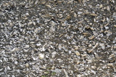 Coquina Shell Wall Background