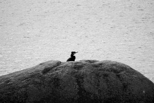 Cormorant On The Rocks