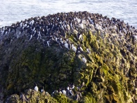 Cormorants On Rock
