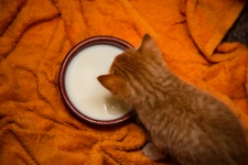 Cute Cat Drinking Milk
