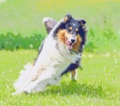 Dog Rough Collie Painting